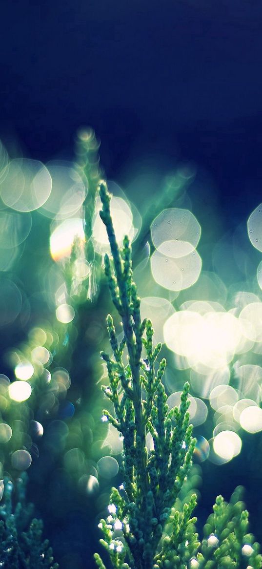 grass, dew, light, bokeh