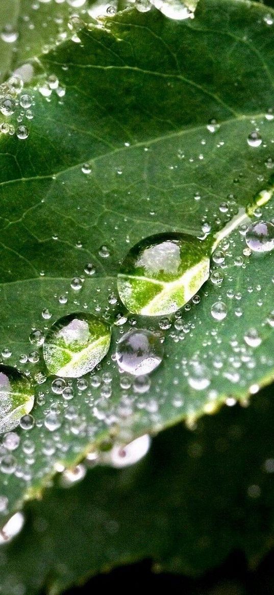 leaf, carved, drops, dew, sizes