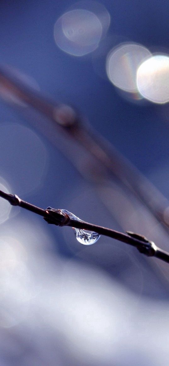 branch, drops, background, reflections, bokeh