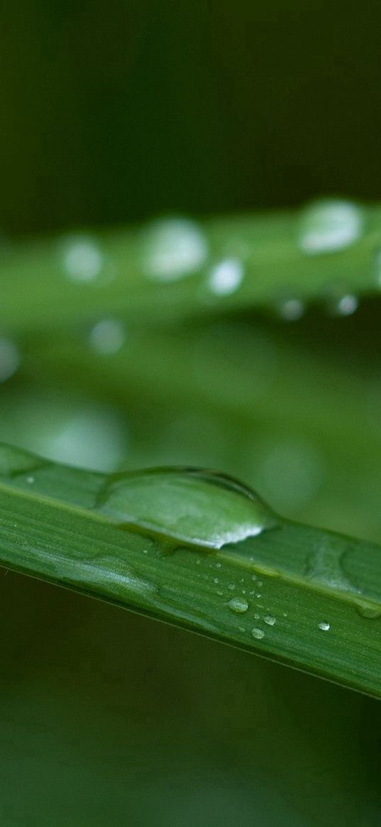 leaves, grass, dew, sizes