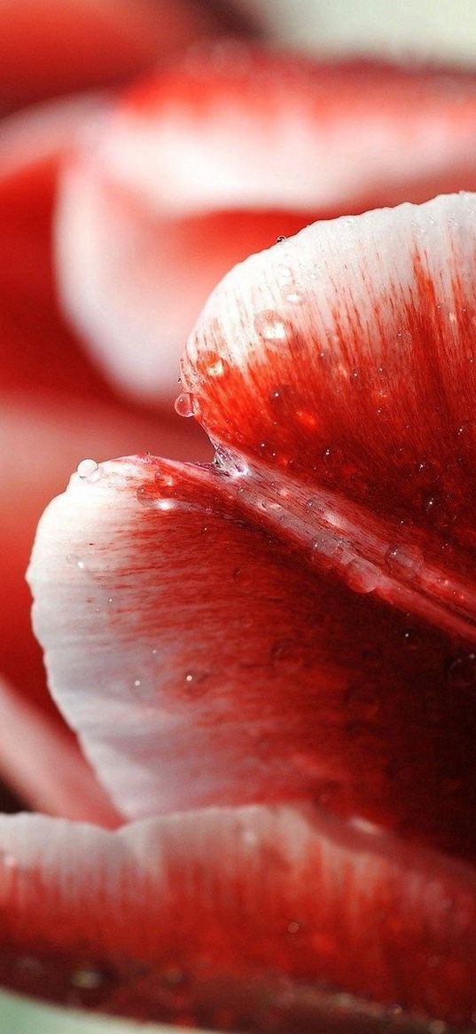 tulip, flower, droplets, stripes