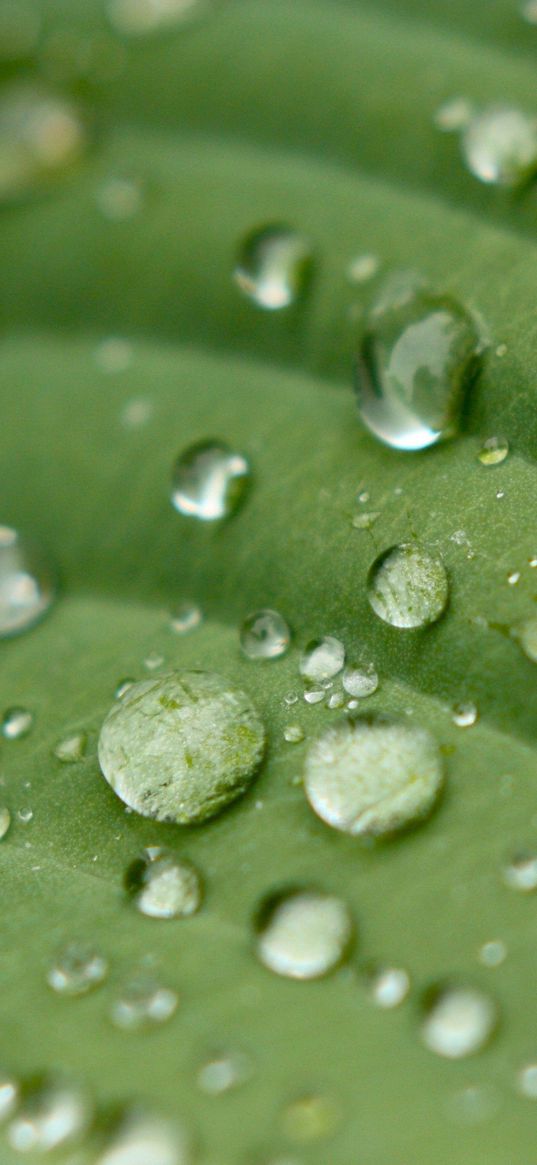 droplet, surface, leaves, grass, veins