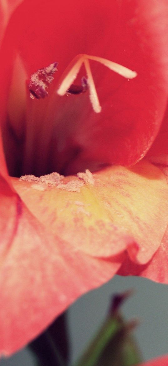 petals, flower, stamen, background