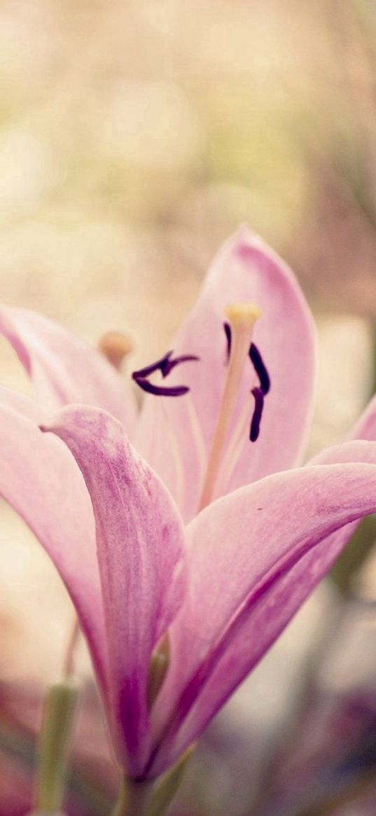 lily, flower, white, pink