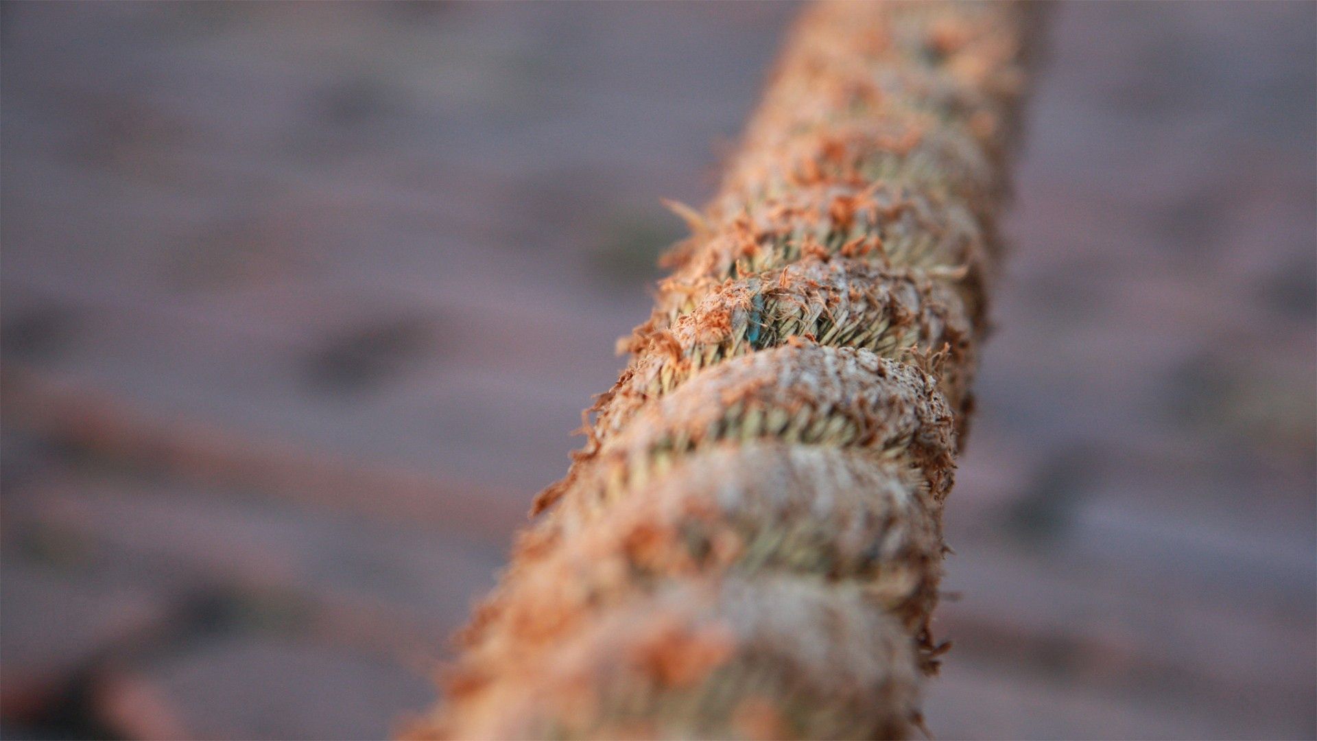 stick, plant, background, close-up, blurred