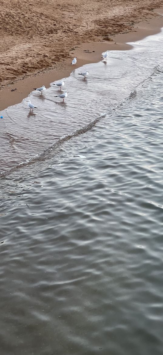 seagulls, birds, beach, sand, sea