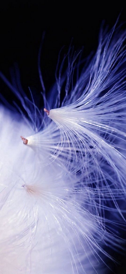 fluff, dandelion, seeds, dark background