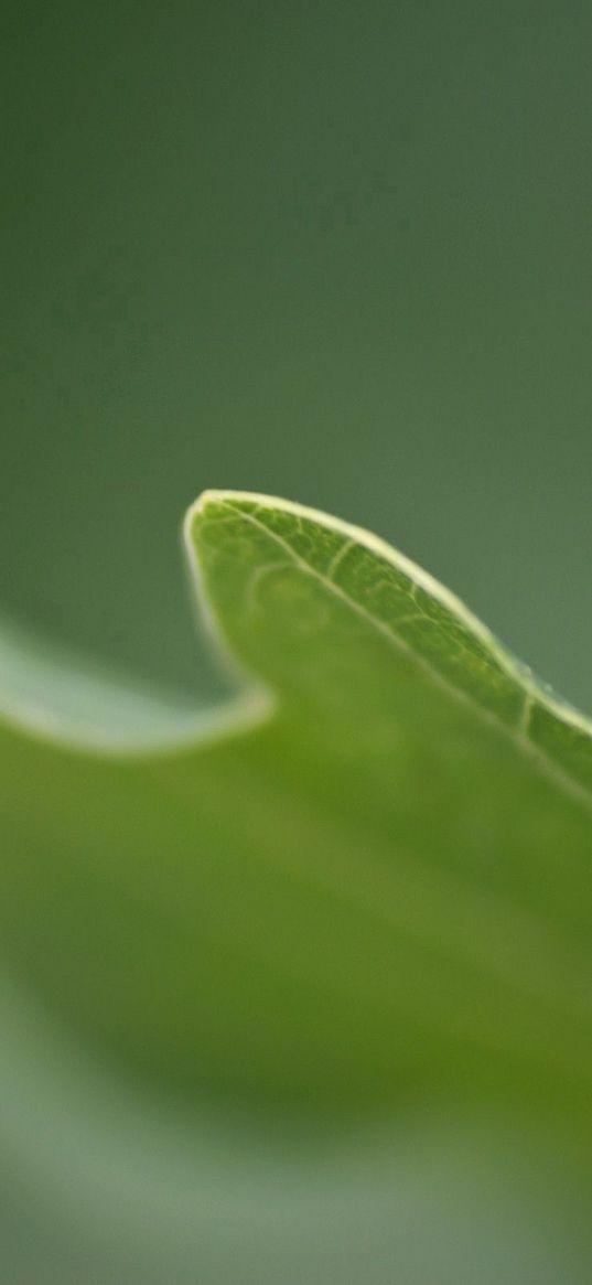 leaves, grass, carved, blurring