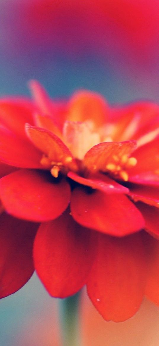 red flower, stem, bud