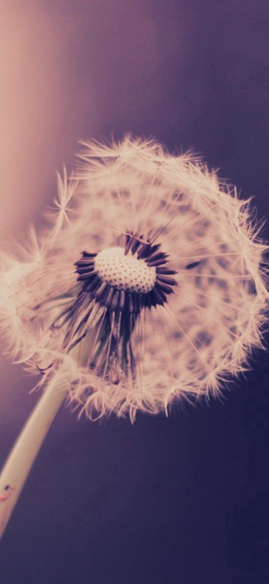 dandelion, stalk, grass, plants, feathers