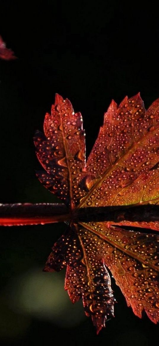 leaves, carved, grass, branch, dark, drops