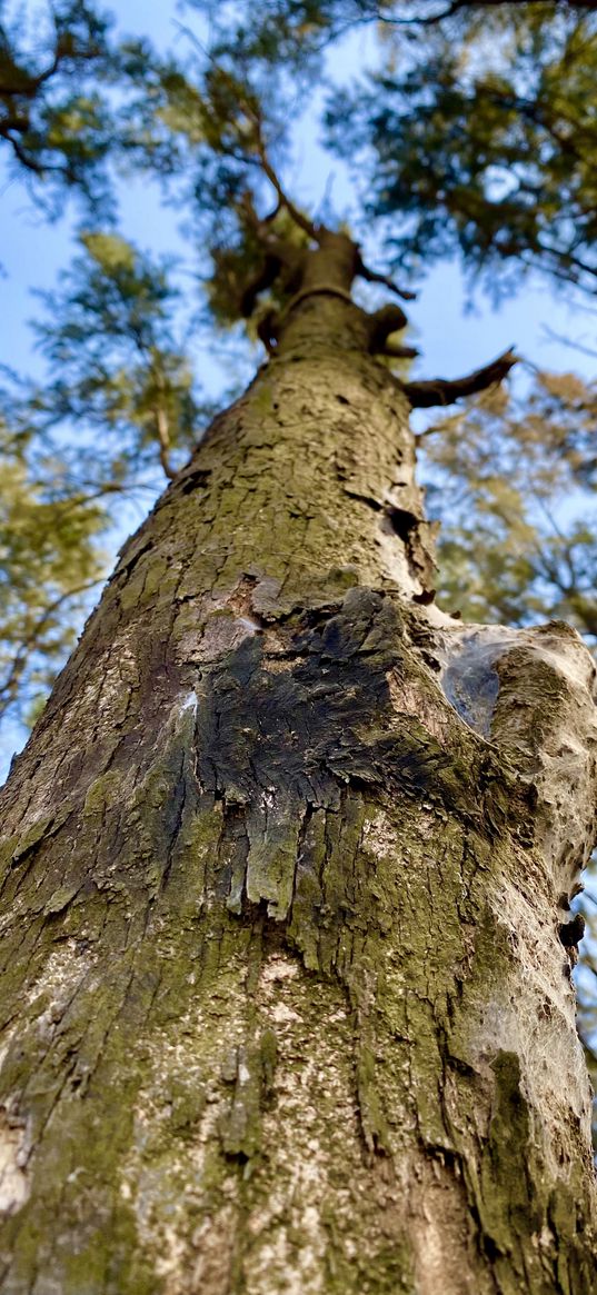 tree, trunk, bark, branches, blue sky, nature