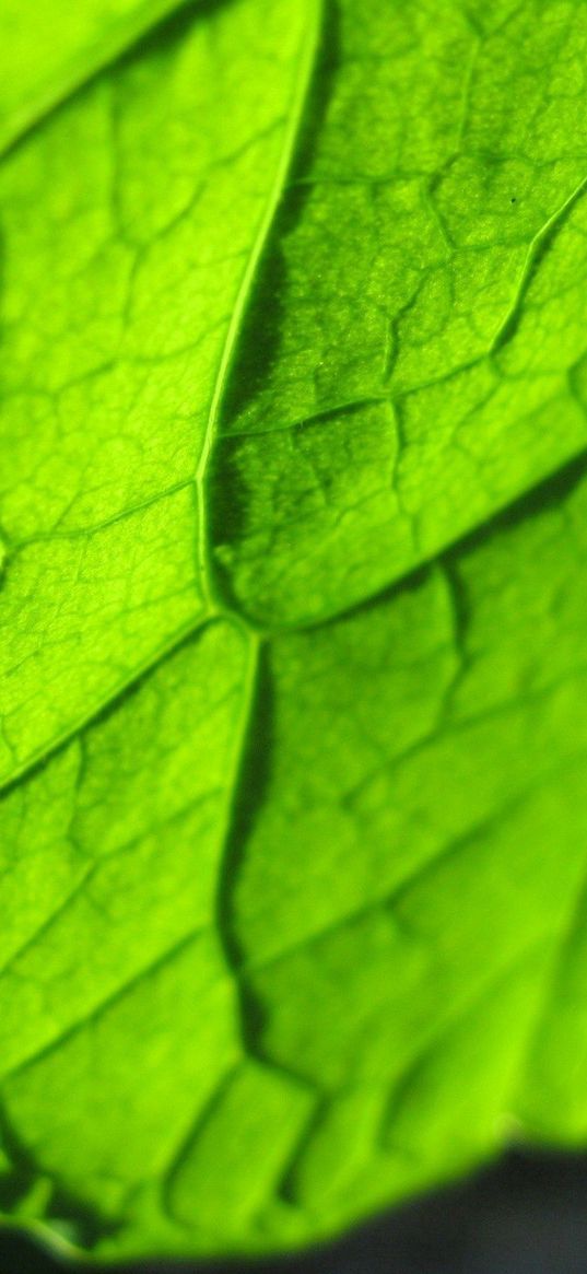 leaf, carved, bright, line