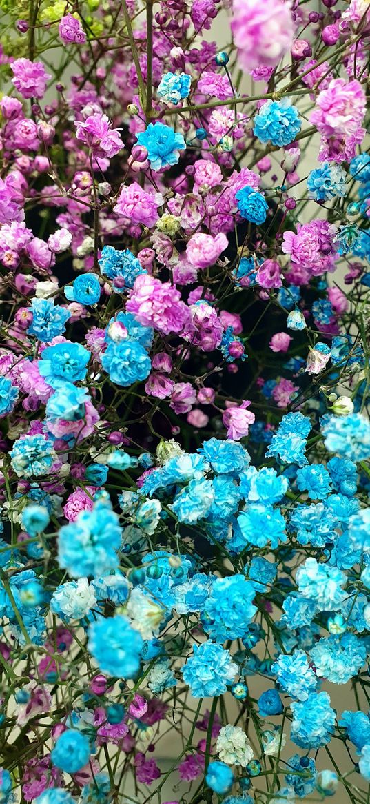 gypsophila, flowers, dried flowers, bouquet, blue, pink