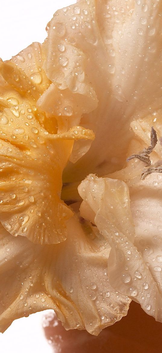 gladiolus, drops, flower, bud