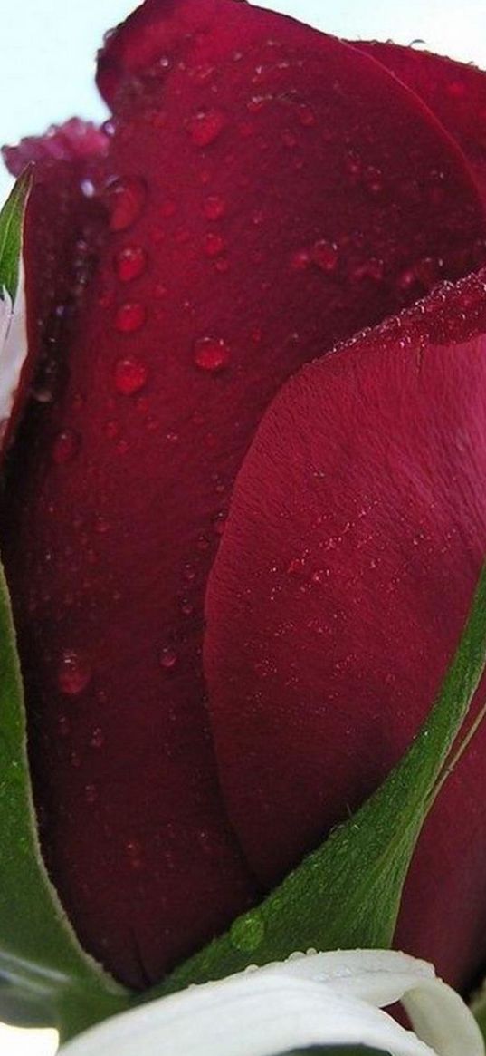 red rose, flower, drops, petals, bright color