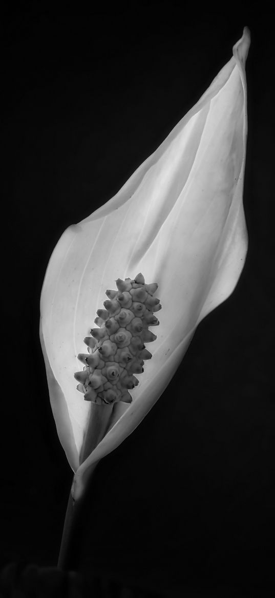 peace lily, lily, petal, macro, black and white