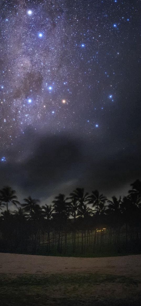 cerrado, coconut tree, starry sky, night