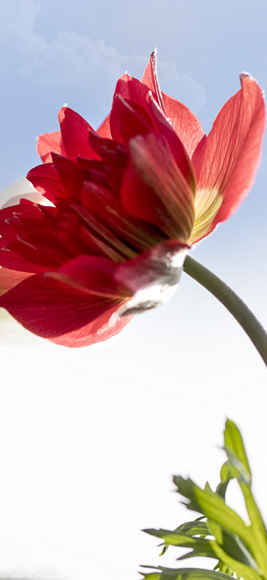 kosmeya, flower, petals, macro, sky