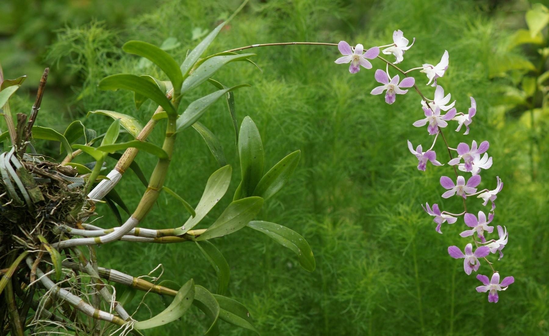 orchid, blossom, branch, exotic, greens