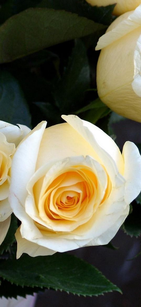 roses, bouquet, bud, close-up