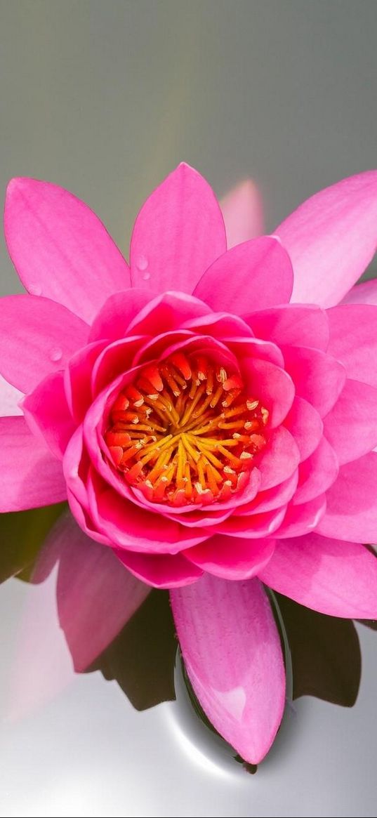 waterlily, pink, water, surface