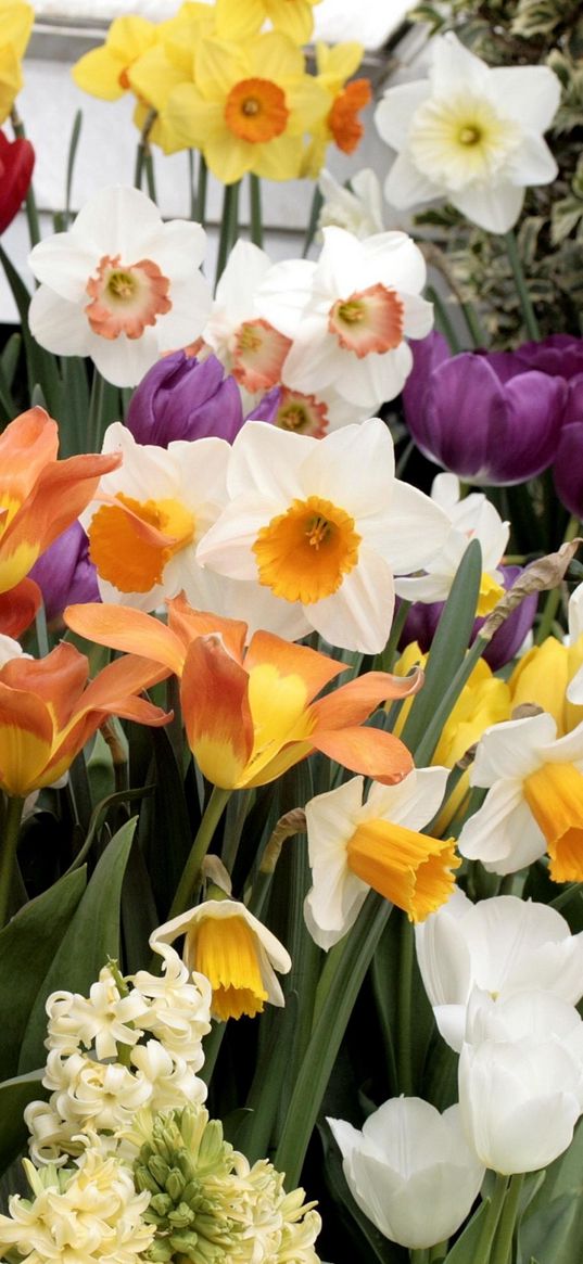 daffodils, hyacinths, tulips, flowers, variety, flowerbed