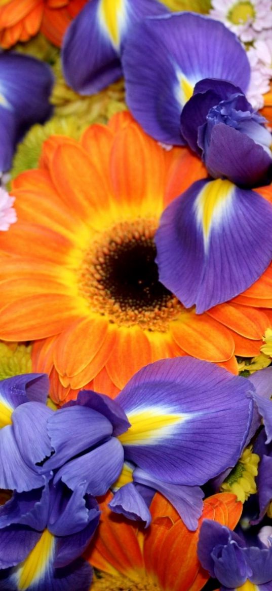 irises, gerberas, chrysanthemums, flowers, bouquet, bright