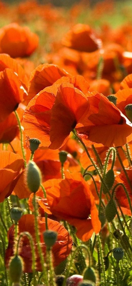 poppies, field, summer, sharpness