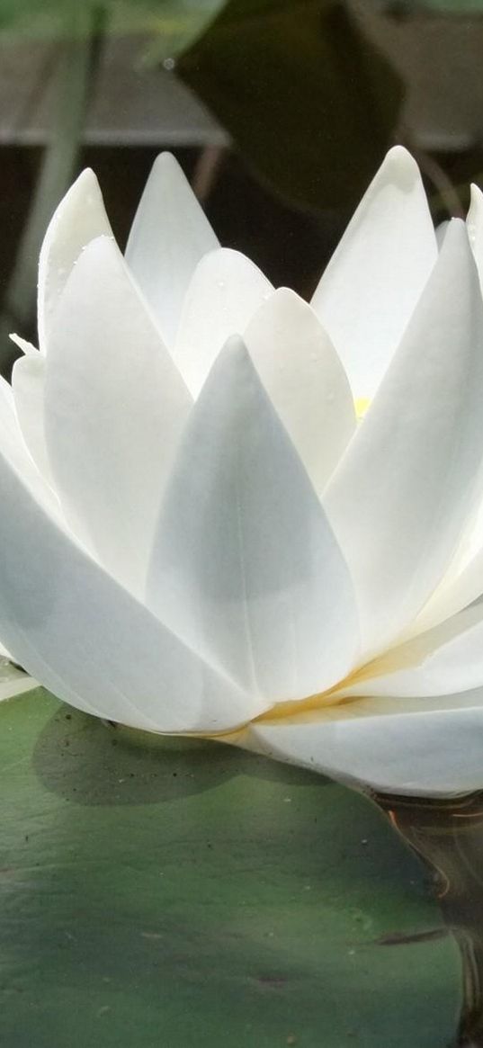 water lily, water, reflections, leaves, smooth surface