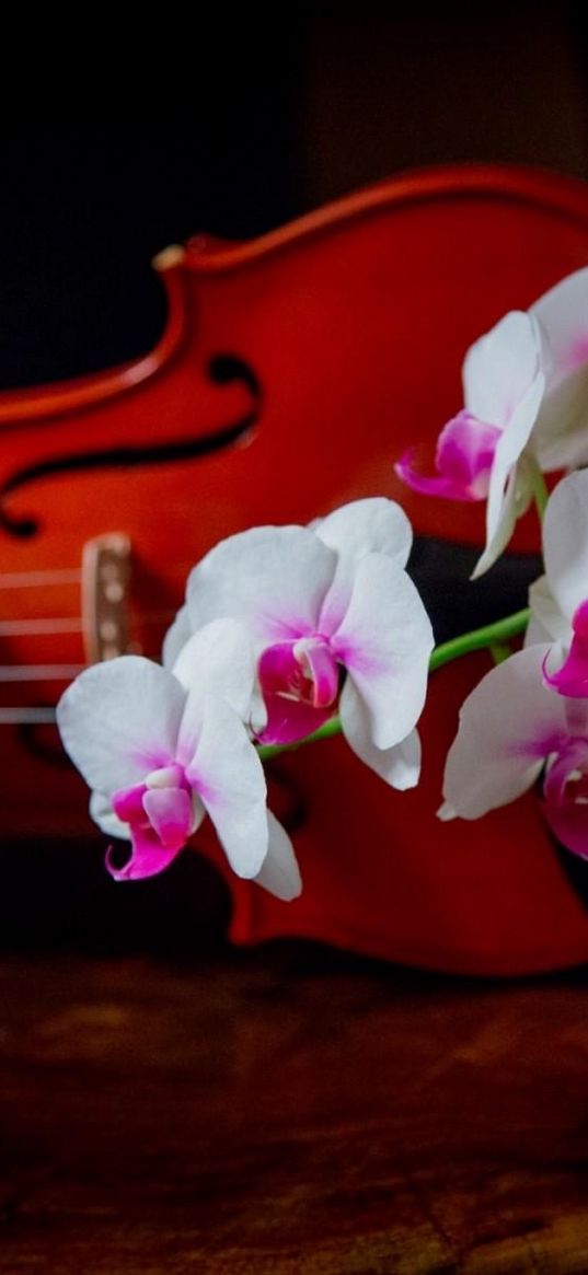 orchid, two-tone, branch, violin