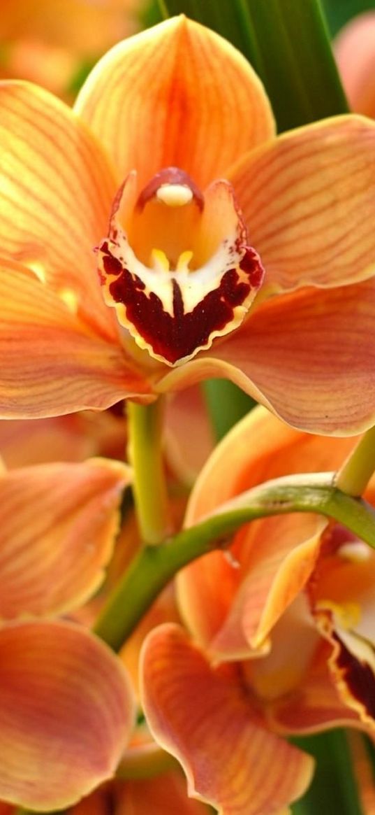 orchid, orange, bright, branch, exotic