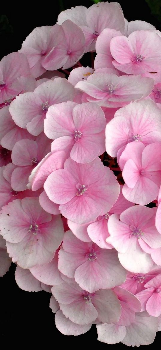 hydrangea, pink, close up, leaves