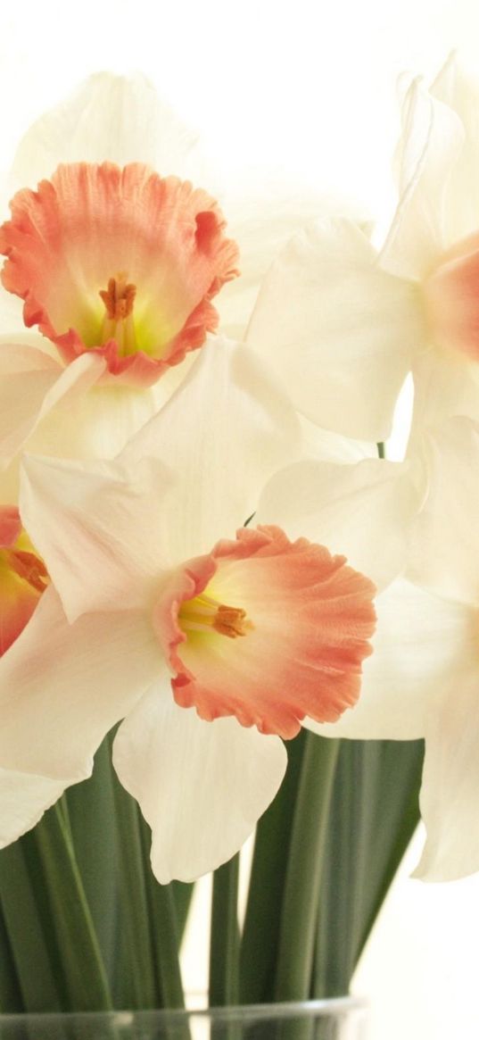 daffodils, flowers, bouquet, spring, white background