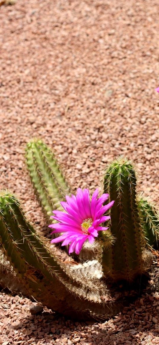 cactus, flowering, shade, soil