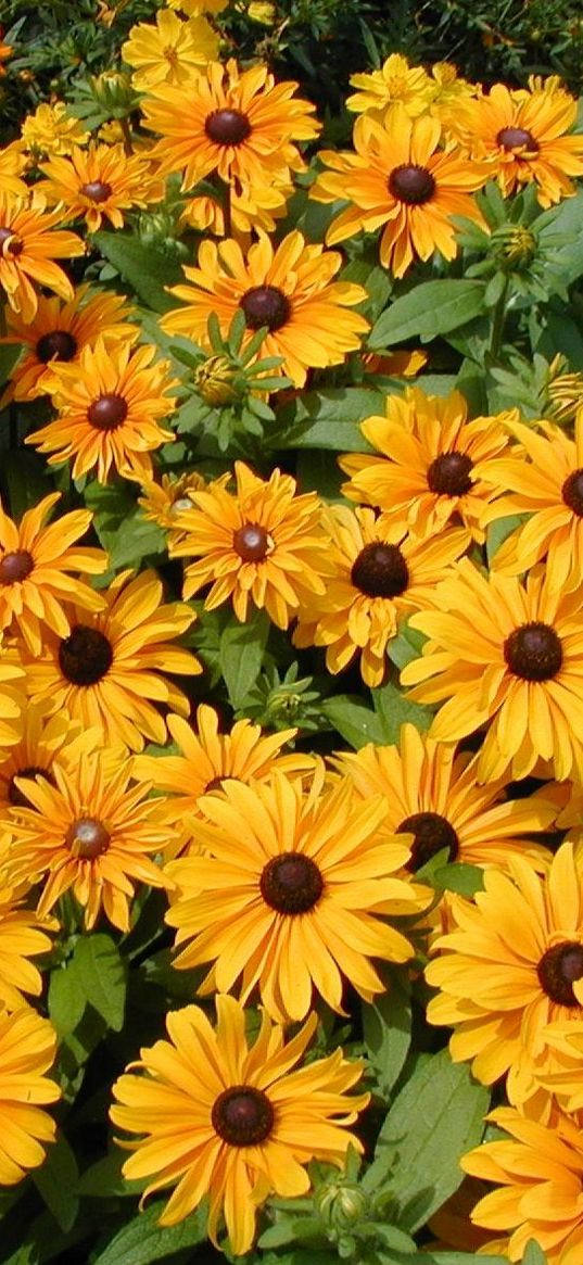 rudbeckia, flowers, flowerbed, green, bright