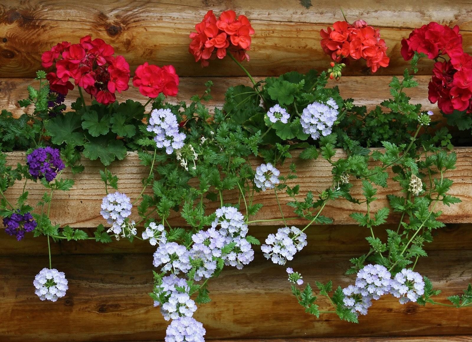 geraniums, flowers, white, red, wall