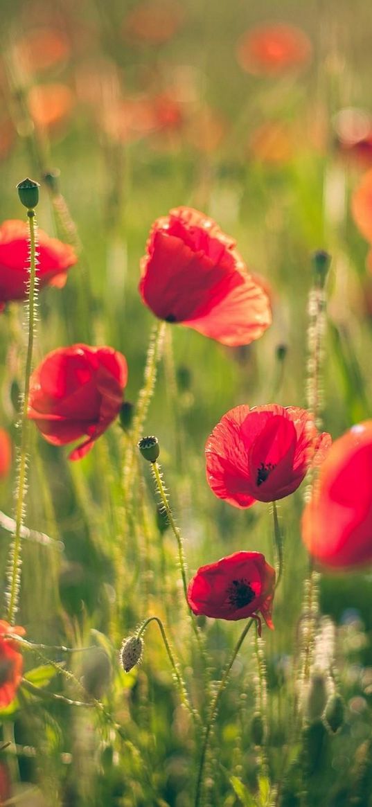 poppies, field, blurring, summer, sunny