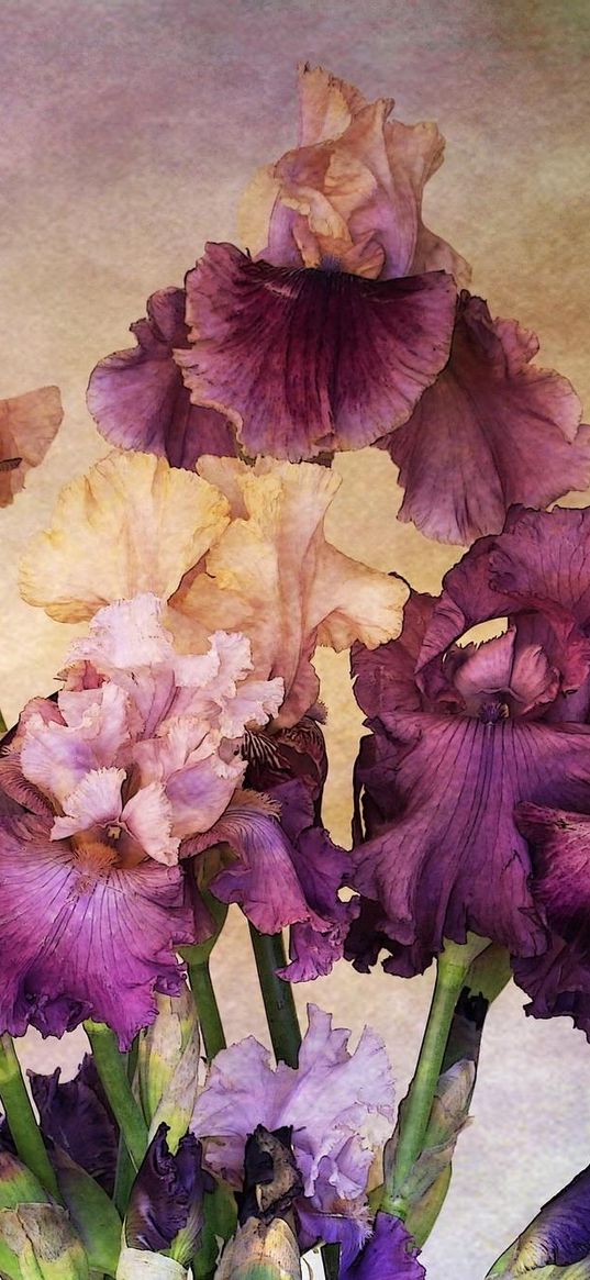 irises, bouquet, background