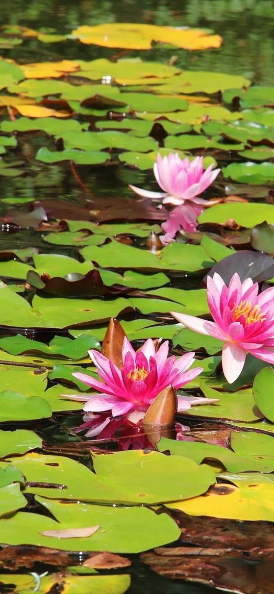 water lilies, water, leaves, sunny