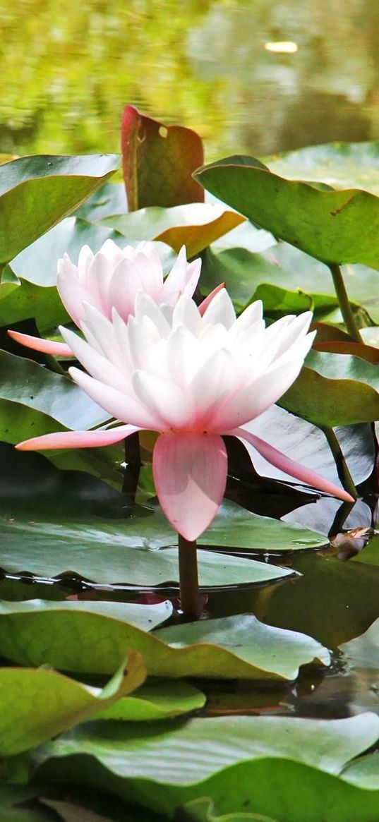 water lilies, water, leaves, close up