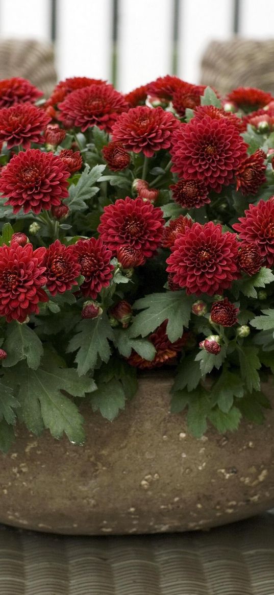 chrysanthemums, flowers, bright, plant pots, many