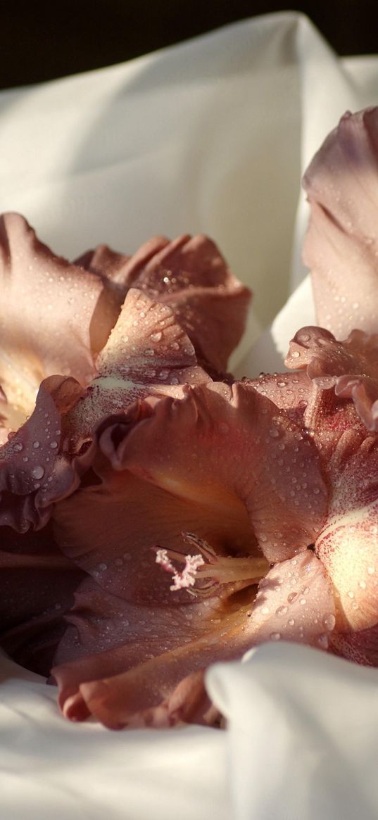 gladiolus, flowers, drops, fabric, close-up