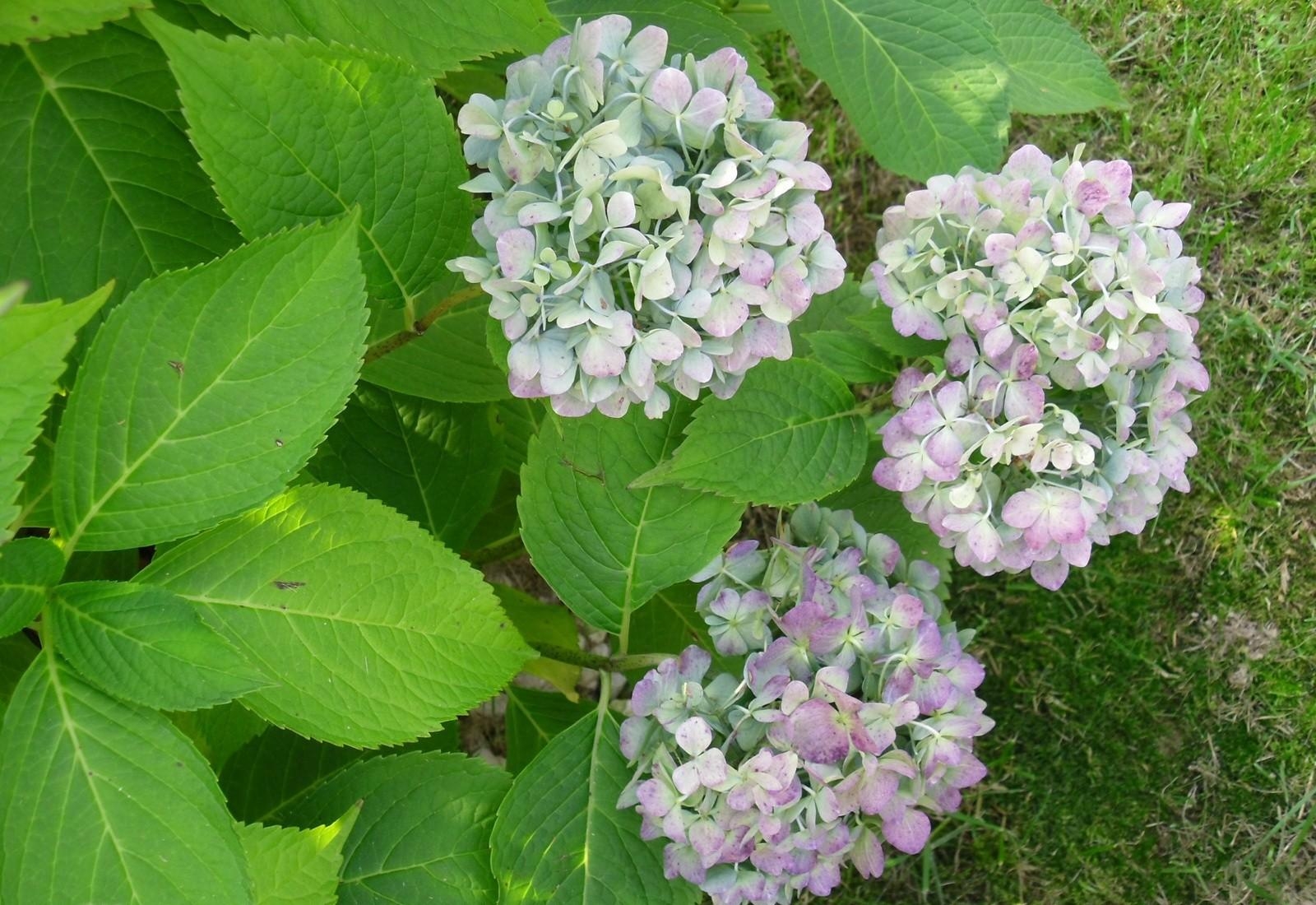 hydrangea, flowering, shrub, herbs, grass