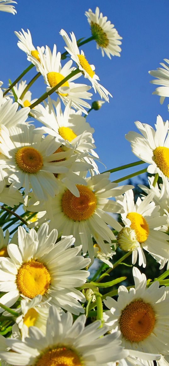 daisies, flower, sky, sunny, summer