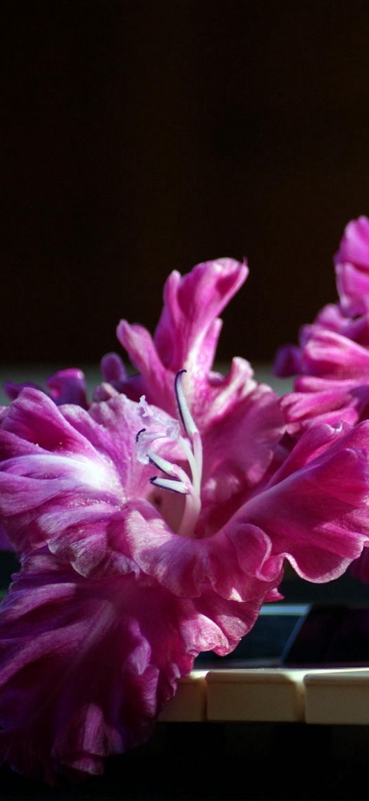 gladiolus, pink, piano, keys