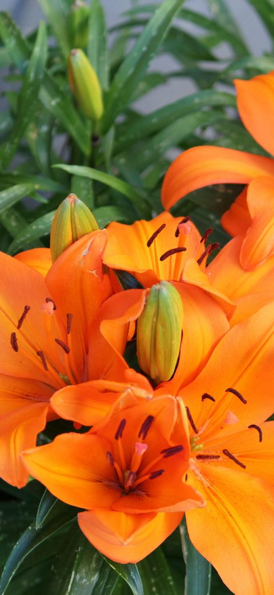 lily, orange, bright, flowers