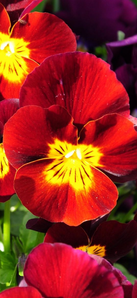 pansies, flowers, bright, colorful, sunny, flowerbed