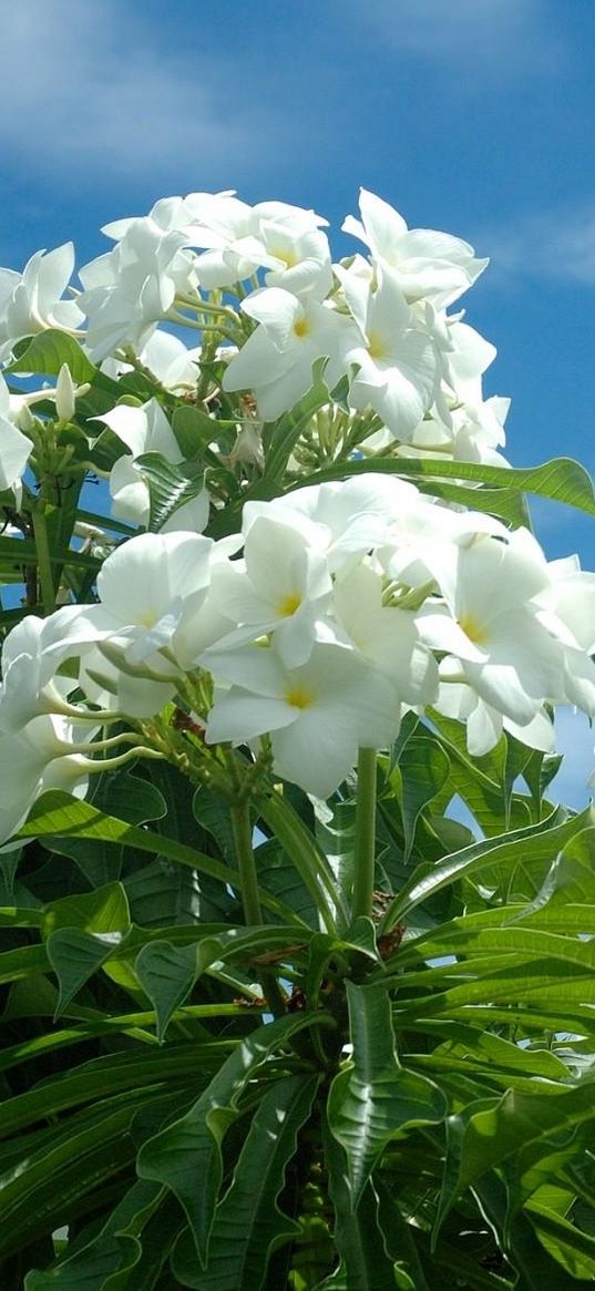 plumeria, tropical, blossom, sky, sun