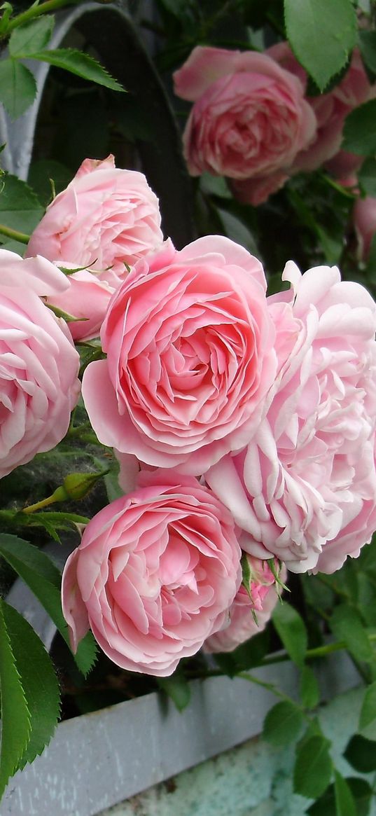 roses, flowers, garden, fence, shrub